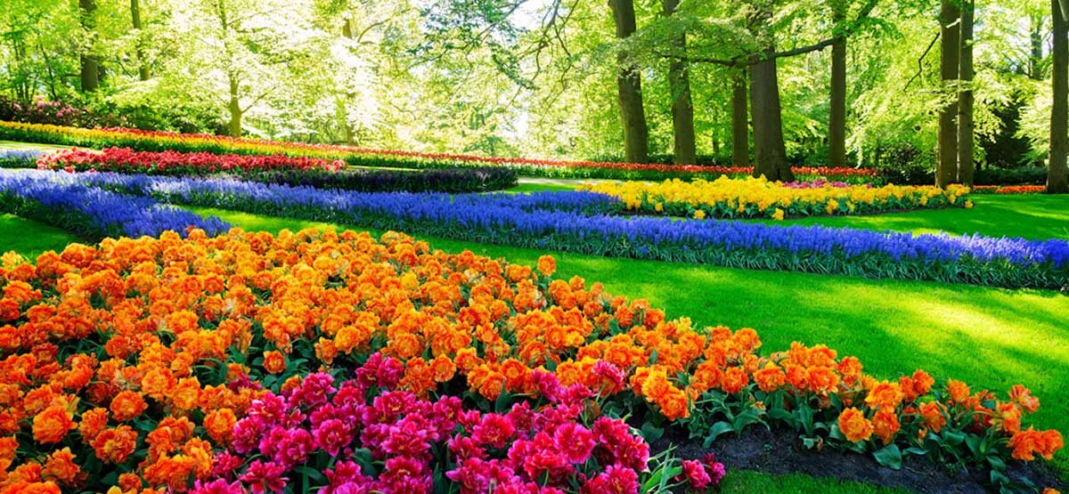 about-1-d lawn-mowing-services-Lexington-KY